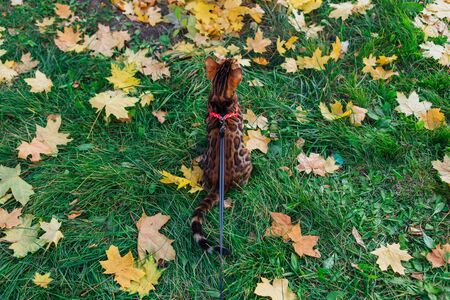 Cute little bengal kitty walking on the fallen yellow maple leaves. Pussycat walking with breast-band outdoorsの写真素材