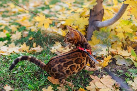 Cute little bengal kitty walking on the fallen yellow maple leaves. Pussycat walking with...