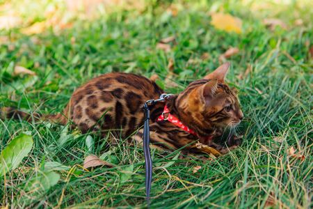 Cute little bengal kitty walking on the grass outdoors with breast-band