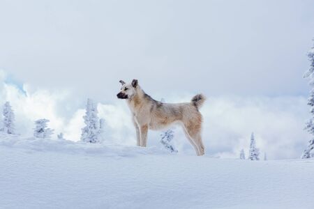 Lonely small grey dog in snowy forest, on the top of mountain. Dog on the background of sky with big...