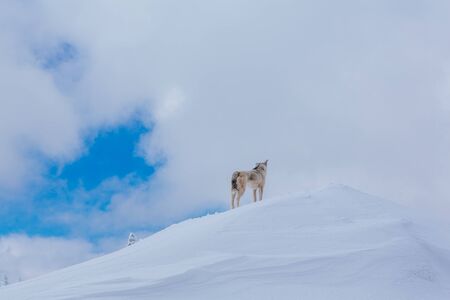 Lonely small grey dog on the top of snow covered mountain. Dog on the background of sky with big...
