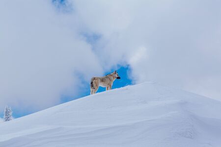 Lonely small grey dog on the top of snow covered mountain. Dog on the background of sky with big...