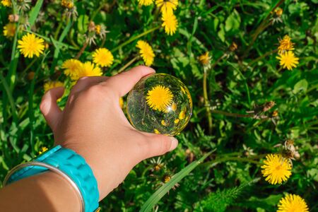 Crystal lens ball in hand with reflection yellow dandelions and green grass in a gardenの写真素材