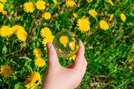 Crystal lens ball in hand with reflection yellow dandelions and green grass in a gardenの写真素材