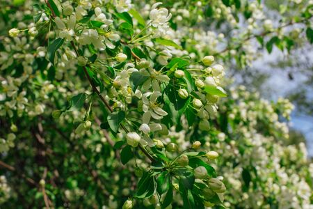 Blooming apple tree flowers in a spring sunny day.の写真素材