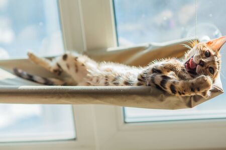 Cute little bengal kitty cat laying on the cat's window bed watching on the room and biting a strap. Sunny seat for cat on the window.の写真素材