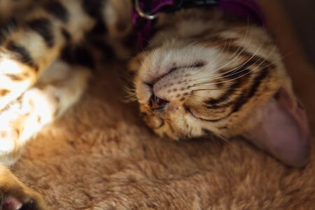 Little cute bengal kitten sleeping on a soft cat's shelf of a cat's house in a sunlight.の写真素材