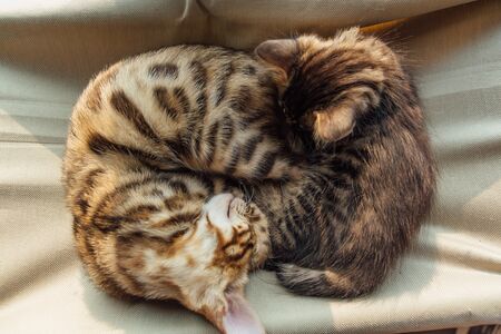 Two cute bengal kittens gold and chorocoal color laying on the cats window bed and sleeping.の写真素材