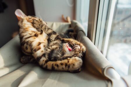 Two cute bengal kittens gold and chorocoal color laying on the cat's window bed playing and fighting. Sunny seat for cat on the window.の写真素材