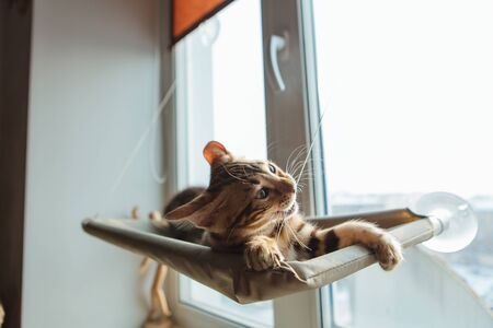 Cute little bengal kitty cat laying on the cat's window bed watching on the room. Sunny seat for cat...