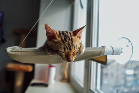 Cute little bengal kitty cat sleeping on the cat's window bed. Sunny seat for cat on the window.の写真素材