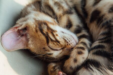 Cute little bengal kitty cat sleeping on the cat's window bed. Sunny seat for cat on the window. Top...