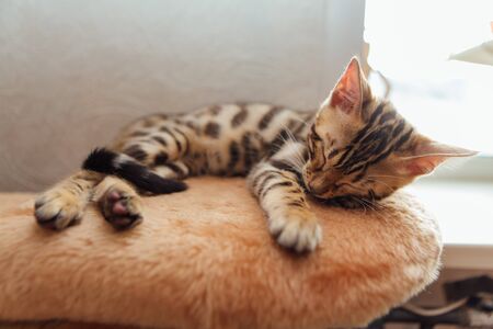 Little cute bengal kitten sleeping on a soft cat's shelf of a cat's houseの写真素材