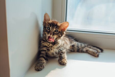 Cute charcoal bengal kitty cat laying on the windowsill and yawning.の写真素材