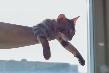 Cute little bengal kitty cat laying on the cat's window bed watching on the room. Sunny seat for cat...
