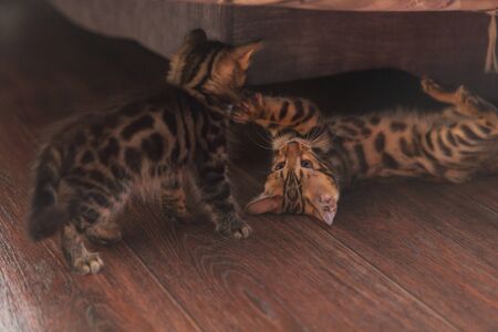 Cute curious charcoal and gold bengal kittens playing on the floor at home