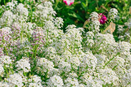 Petite snow white mauve flowers of Lobularia maritima Alyssum maritimum, sweet alyssum or sweet alison, alyssum genus Alyssum is a species of low-growing flowering plant in family Brassicaceae.の写真素材