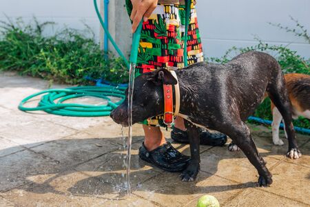 Happy smiling young black Pitbull dog washing under water jet with green tennis ball on a strret