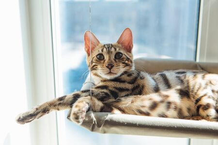 Cute little bengal kitty cat laying on the cat's window bed watching on the room. Sunny seat for cat...