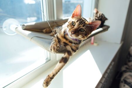 Cute little bengal kitty cat laying on the cat's window bed watching on the room. Sunny seat for cat on the window.の写真素材