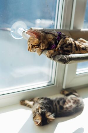 Two cute bengal kittens gold and chorocoal color laying on the cat's window bed and windowsill...