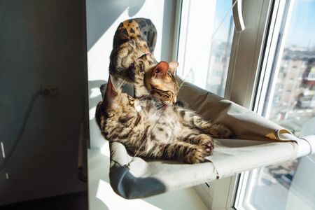Cute charcoal bengal kitty cat laying on the cat's window bed byiting a strap. Sunny seat for cat on the window.の写真素材