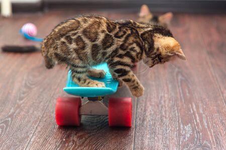 Cute little bengal kitten sitting on blue plastic skateboard indoors