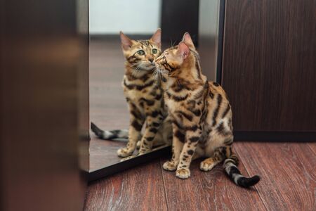 Young cute curious bengal catn looking into the mirror of a wodrobe indoors