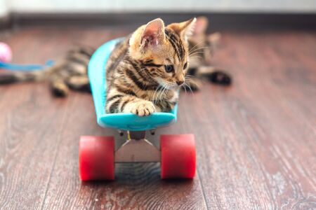 Cute little bengal kitten laying on blue plastic skateboard indoorsの写真素材