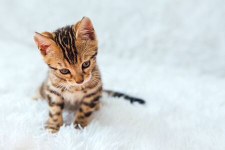 Little Bengal kitty laying on the white background. Copy space.