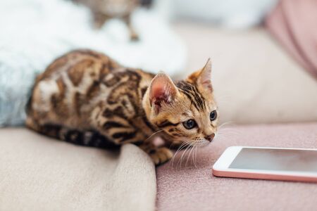 Cute bengal kitten playing on the couchnext to mobile phone indoors.の写真素材