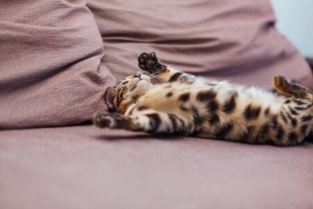 Cute bengal kitten playing on the couch indoors.の写真素材