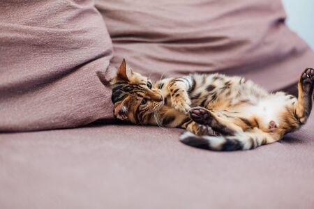 Cute bengal kitten playing on the couch indoors.の写真素材