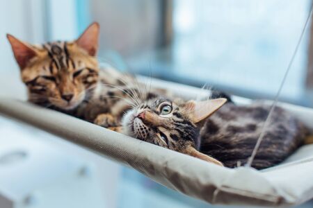 Two cute bengal kittens gold and chorocoal color laying on the cat's window bed and relaxing. Sunny...