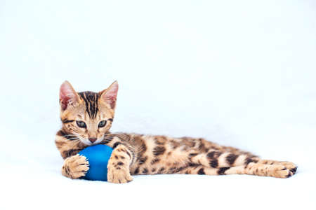 Little Bengal kitty laying with blue toy on the white background.