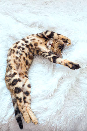 Little Bengal kitty laying on the white background.の写真素材