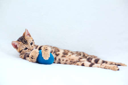 Little cute bengal kitty laying with blue toy on the white background. Copy space.