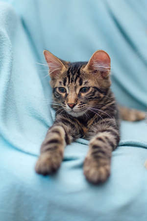 Little charcoal bengal cat laying on the blue background.の写真素材