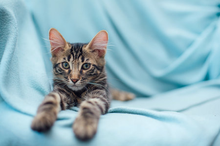 Little charcoal bengal cat laying and relaxing on the blue background.の写真素材