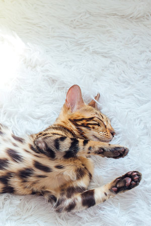 Little Bengal kitty laying and sleeping on the white background.の写真素材