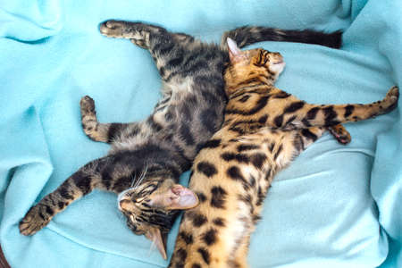 Little charcoal and gold bengal kittens laying and relaxing on the blue background.