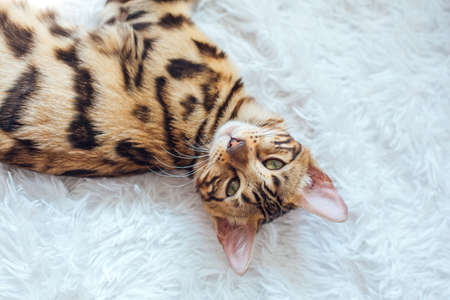 Little Bengal kitty laying and relaxing on the white background.の写真素材
