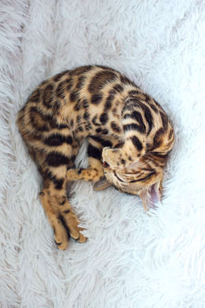 Little Bengal kitty laying and sleeping on the white background.