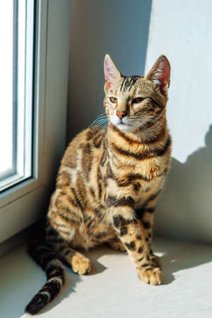 Cute golden bengal kitty cat sitting on the windowsill and relaxing.の写真素材