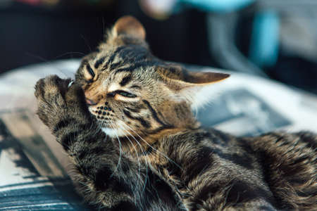 Close up little charcoal longhair bengal kitty laying at home and washing it's paw.の写真素材