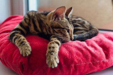 Cute golden bengal kitty cat laying on the red pillow on windowsill and relaxing.の写真素材