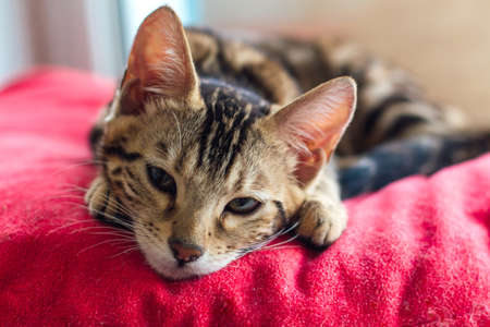 Cute golden bengal kitty cat laying on the red pillow on windowsill and relaxing.の写真素材