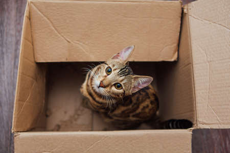 Young cute bengal kitty cat sitting inside of brown paper box. Copy space.