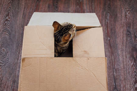 Young cute bengal kitty cat sitting inside of brown paper box. Copy space.