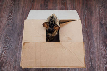 Young cute bengal kitty cat sitting inside of brown paper box. Copy space.の写真素材
